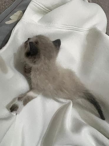 черепаховая кошка: 1 месяц, Девочка, Биколор — 5