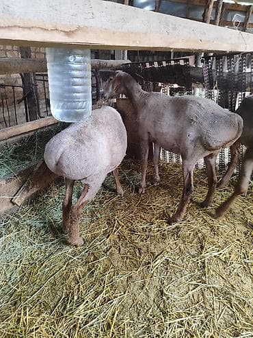 Продаю | Овца (самка) | Для разведения | Матка