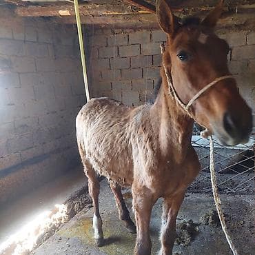 хомяк цена бишкек: Продаю | Жеребец | Рабочий — 2