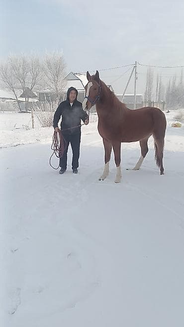 1 жаш тайлар: Сатам | Тай | Аргын | Ат спорту — 4