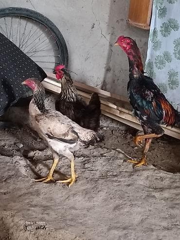 бенгал кошка цена: Продаю8000 — 3