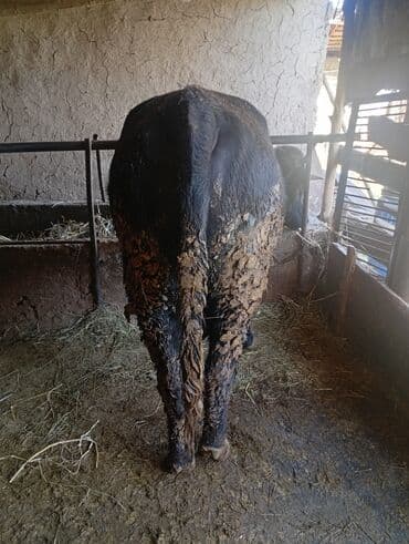 продаю связи с переездом: Продаю | Бык (самец) | На откорм | Племенные — 1