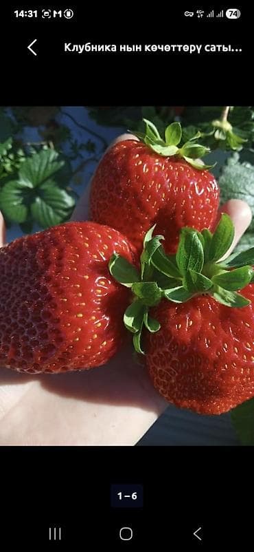 груши талгарка: Клубника көчөттөрү сатылат сорт альбион мурано Азия - Ягоды крупные — 2