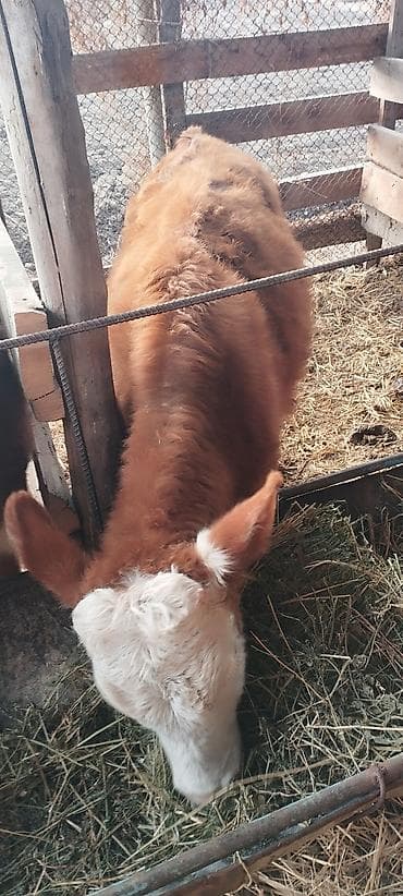 Продаю | Музоо, торпок | На откорм | Привязанные at lalafo.kg Продаю | Музоо, торпок | На откорм | Привязанные