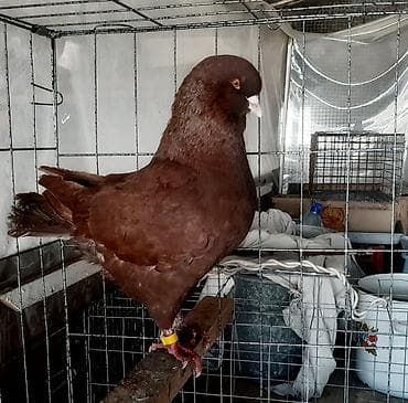 сколько стоит петух брама: Пара 2000 сом. Жёлтый игровый голубь 500 сом — 7