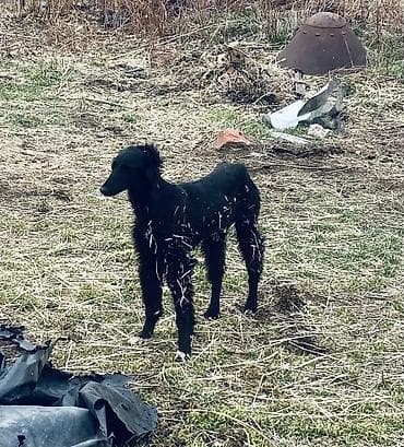 Аквариумдар: Срочно срочно ‼️ Деньги нужен 5500 га берем окончательно — 1