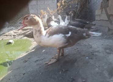 молочные корова: Продаю | Куры | На забой, Для разведения — 1