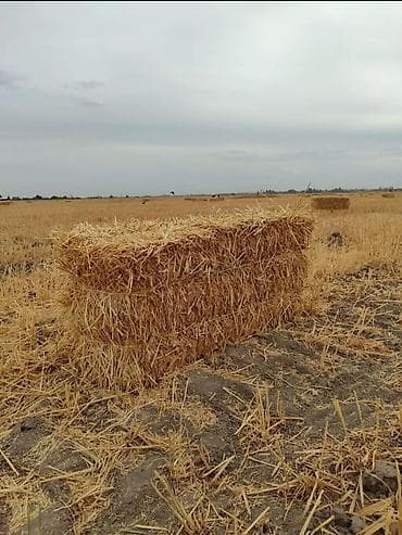 чон кой: Арпа саман сатылат, обьём бар. продам ячменную солому, тюки плотные — 2