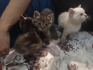 Продажа кошек: Продаются четверо котят смешанной породы на САМОВЫВОЗ. Мать котят — 5