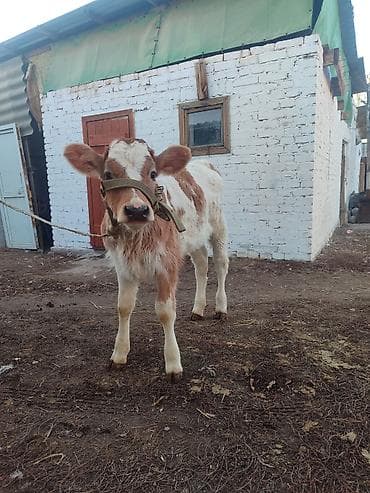 ангус телят: Продаю | Музоо, торпок | Симментальская | Для разведения | Искусственник — 1