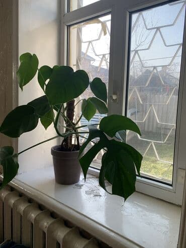 Монстера деликатес в горшке 2шт с опорой в хорошем грунте с at lalafo.kg Монстера деликатес в горшке 2шт с опорой в хорошем грунте с