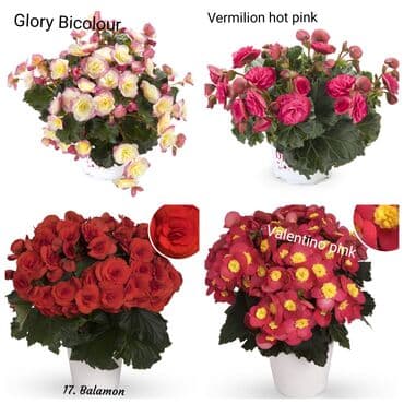 цветы на продажу: Детки бегоний элатиор по 150 с возможна отправка по регионам с — 6