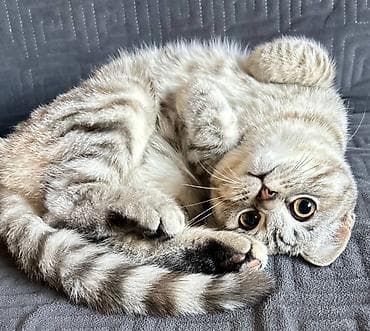 все для кошек: Скотиш Страйт (Шотландская прямоухая), 8 месяцев, Девочка, Приучена к лотку — 4