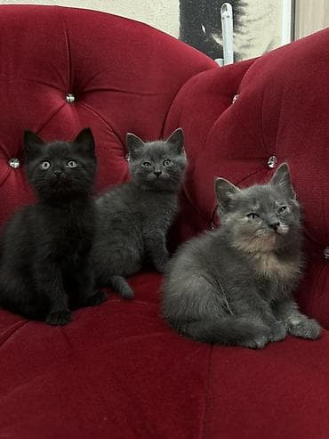 Мышыктар: Породасыз, 2 айлык, Эркек, Боз, Лотокко барууга үйрөтүлгөн — 9