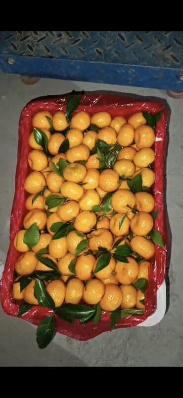 опрыскиватель садовый с мотором: Мандарины Оптом, Бесплатная доставка — 5