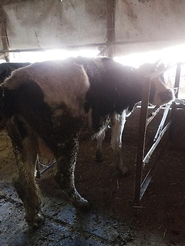 Аквариумы: Продаю | Корова (самка) | Голштин, Алатауская | На откорм — 7