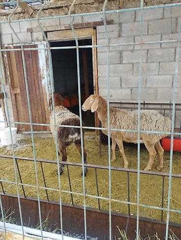 сено тюп: Продаю | Овца (самка), Ягненок | Арашан | Для разведения | Матка, Ярка — 6