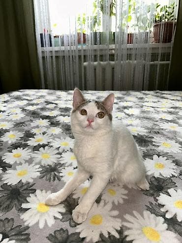 продаю охотничий собаку курцхар: Котёнок домашний, короткошёрстный. Окрас: преимущественно белый с — 3