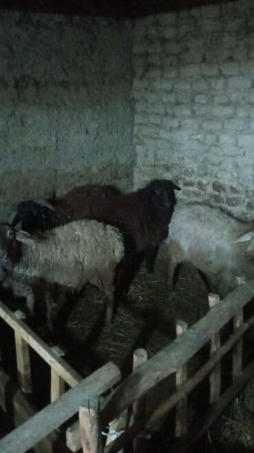 животные птицы: Продаю | Ягненок | На забой — 8