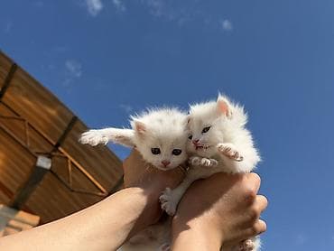 ит итер ош: Котята в добрые руки -Для настоящей любящей семьи, НЕ В КАЧЕСТВЕ — 2