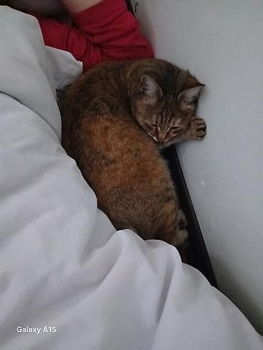 рыжие котята: Котята — пара очаровательных малышей Описание: - Два котёнка из — 10