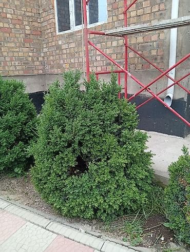 Самшит: Самшит вечнозелёный взрослые сформированные кусты для ландшафтного — 4