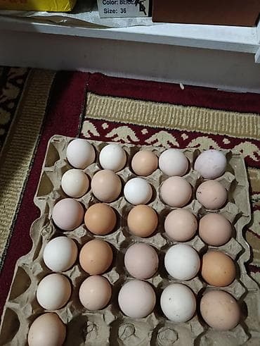 hen: Инкубационный яиса жерси гигант кур черной мясо-яичной породы — 1