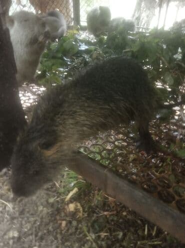 собака доберман цена: Продаются нутрии, Самцы на племя, разного возраста - 400 сом за 1 кг — 3