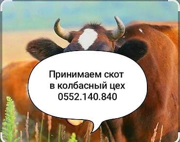 купить фазан: Колбасный цех : Коровы, быки, | На забой, на мясо — 1