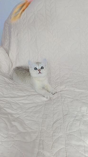 британец кот: Шотландские котята возраст полтора месяца, готовы переехать в новый — 4