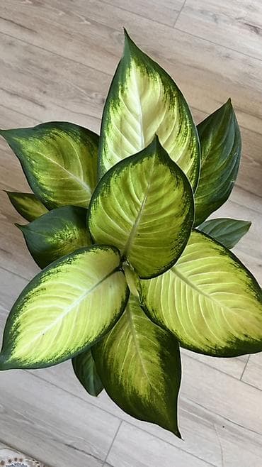 салат айсберг: Диффенбахия «Тропик Сноу» в декоративном кашпо,цена за кашпо отдельно — 4