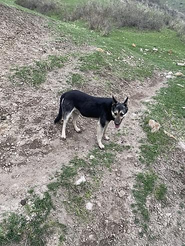 собака сука: Немецкая овчарка, 3 года, Самец — 4