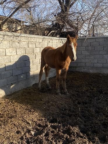 сколько стоит жеребёнок лошади: Продаю | Жеребенок | Полукровка | Рабочий — 8