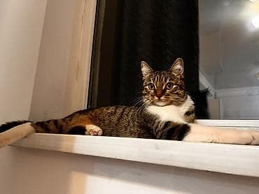 кошке: Здравствуйте, очень срочно 🙏 Беременную кошку сегодня могут выгнать на — 1
