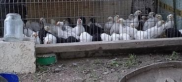 кур несушка: Продаю | Куры | Несушки — 1
