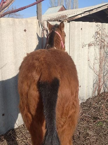 аренда лошади: Продаю | Жеребенок | Для разведения — 3