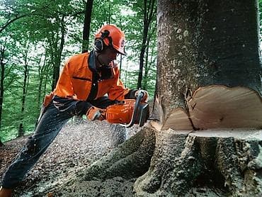 summer cut: Профессиональные услуги по спилу и обрезке деревьев - Высотные работы — 4