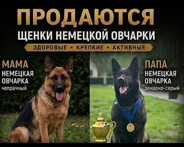 Продажа собак: Щенок немецкой овчарки, с отличной родословной, со всеми вакцинами по — 7