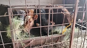 голова корова: Продаю | Музоо, торпок | На откорм — 9