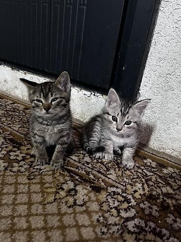черепаховая кошка: Котята серого тигрового окраса - Помёт из двух котят — 2