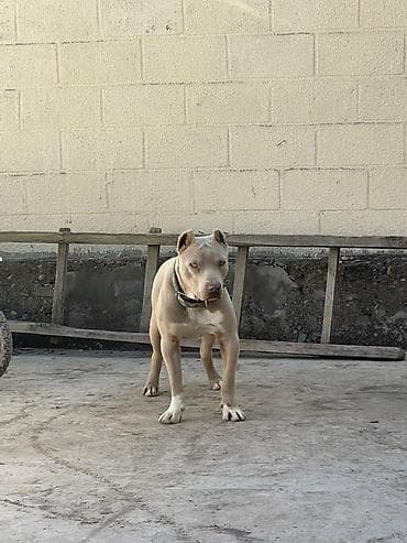 отдам в хорошие руки щенка немецкой овчарки: Питбуль, 2 года, Самец — 3