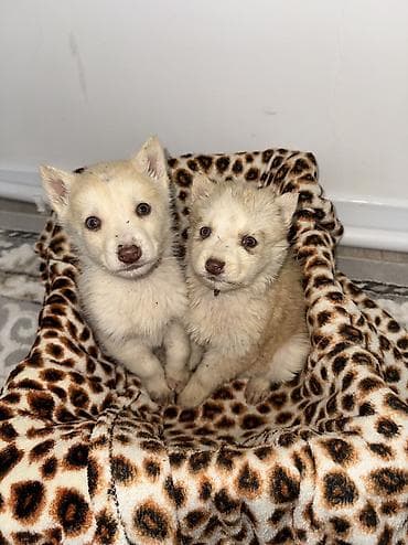 купить собаку хаски: Щенки чистокровные хаски светлого окраса мальчки и девочка месяц — 3