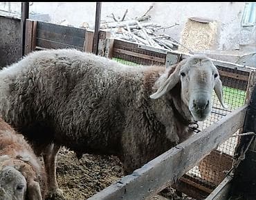 курица несушки: Продаю | Овца (самка) | Для разведения | Матка — 6