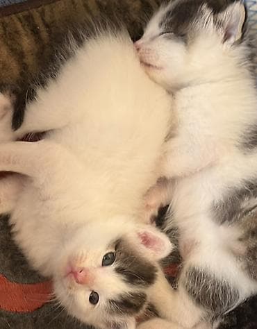 продажа котят: Кошка даром: Беспородная, 1 месяц, Девочка — 4