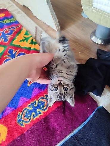 где можно взять кошку: Отдам даром р кара жыгач — 1