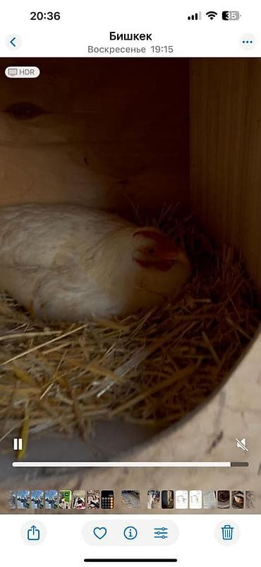 яйцо страуса для инкубации: Продаю | Куры | Домашняя | Для разведения — 5