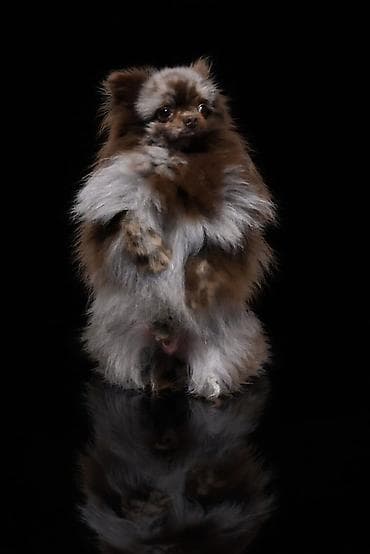 питбуль щенок цена: Померанский шпиц (кобель) э эксклюзивный редкого окраса мерль/шоколад — 1