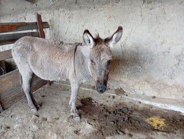 в связи с переездом отдам попугая жако в добрые руки: Осёл (самец) серо-рыжего окраса. - Назначение: рабочий — 4