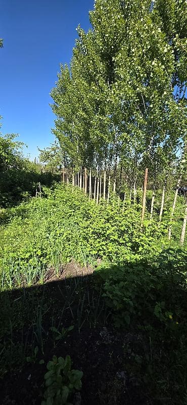 с бает: Продаётся одноэтажный кирпичный дом в районе Кунтуу, дачный посёлок — 4