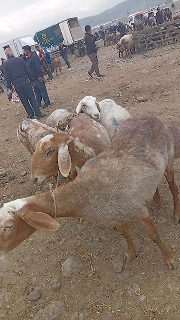 Үй жана бакча: Козье молоко и молочная продукция домашнего хозяйства. - Натуральное — 5